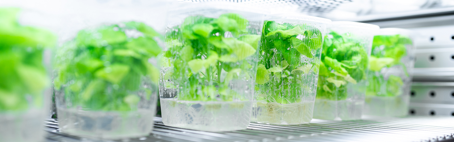 Master Biotechnologie & angewandte Ökologie: Pflanzen in Aufzuchtglas