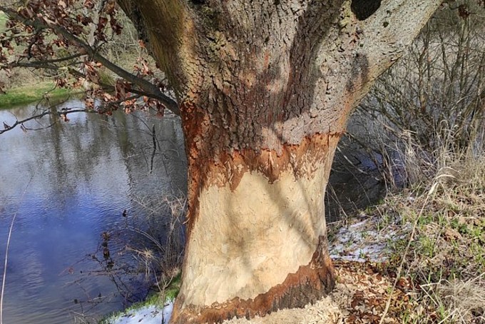 Kratz- und Bissspuren eines Bibers an einem am Ufer wachsenden Baumes.