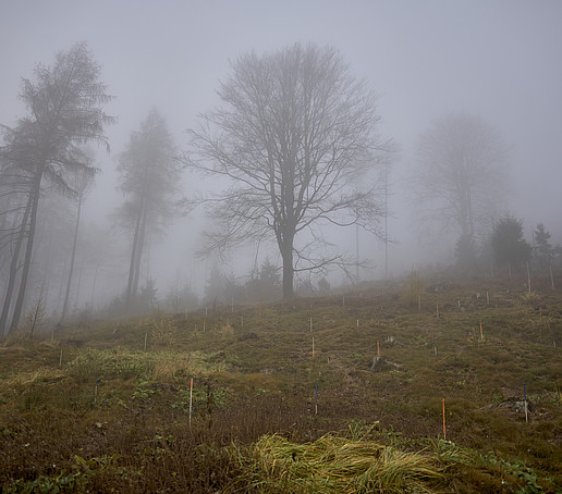 Eine Waldlichtung im Nebel.